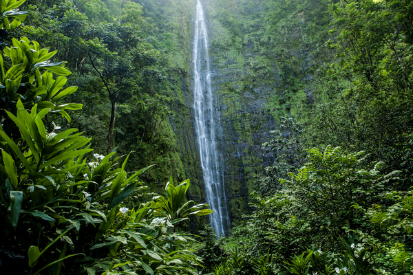 The Waimoku Falls in Haleakala National park in Maui