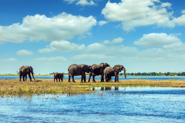 Watering in the Okavango Delta