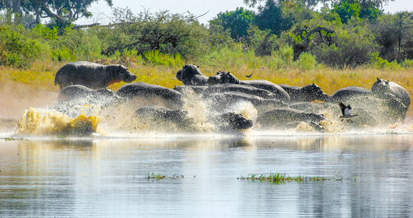 hippos in botswana