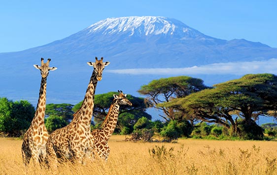 The Best Insider Tips for Climbing Mount Kilimanjaro