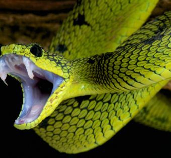 venomous snake bite