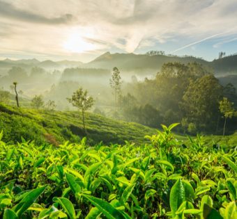 darjeeling inidia tea field