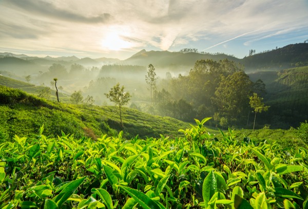 Exploring the Charming and Remote City of Darjeeling, India