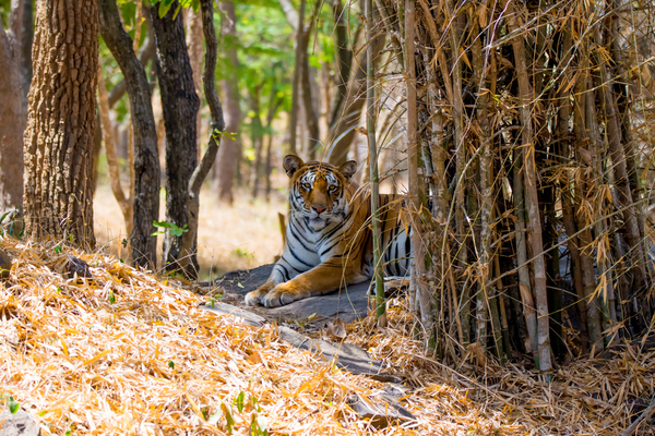 The Adventures of Bannerghatta National Park, India
