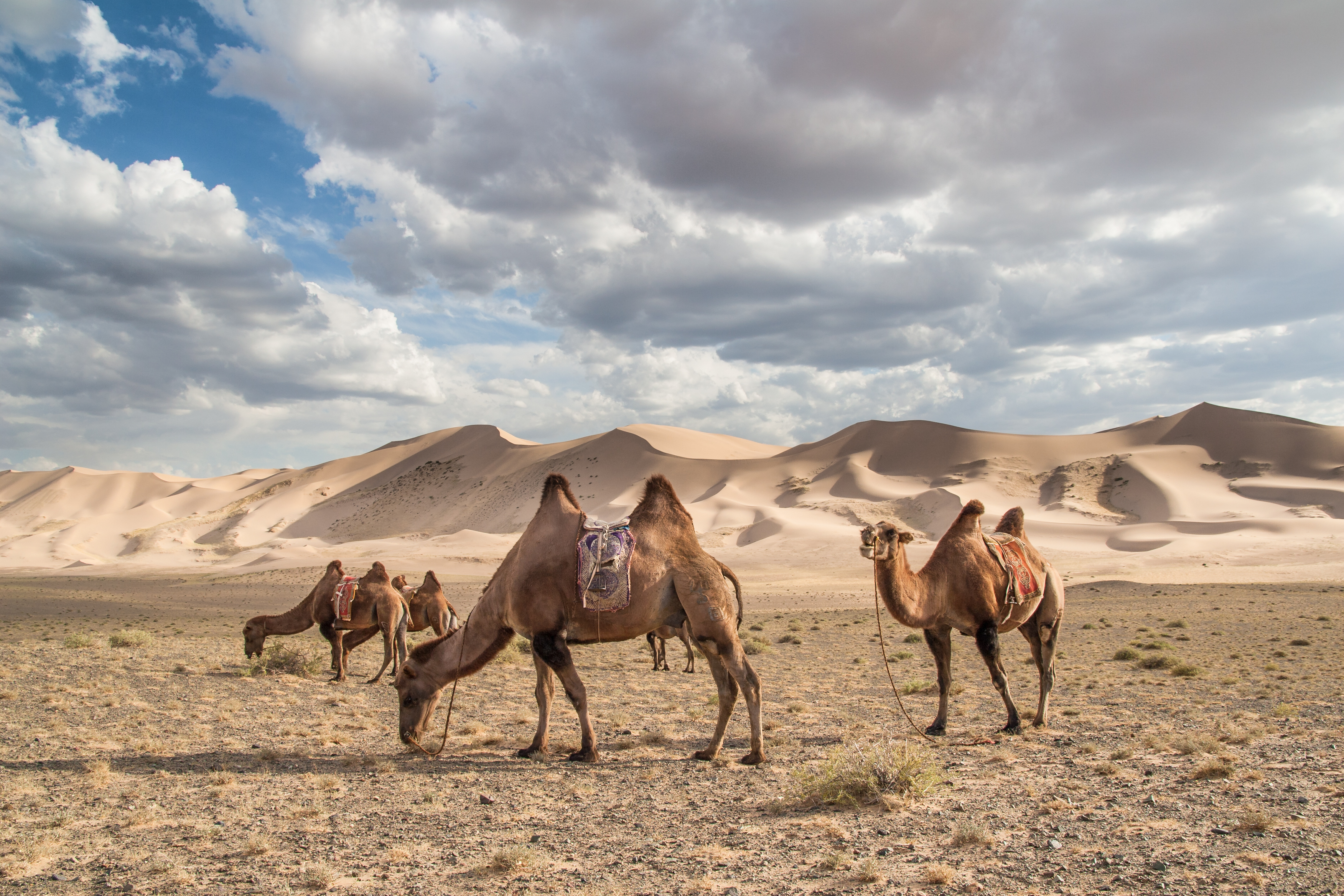 The Diaries of a Jetsetter, The Mongolian Gobi Desert