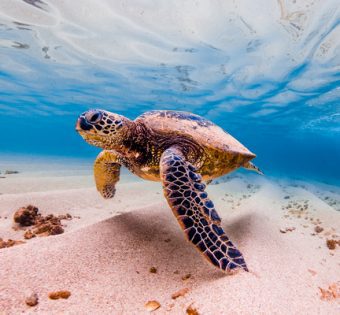 hawaiin turtle